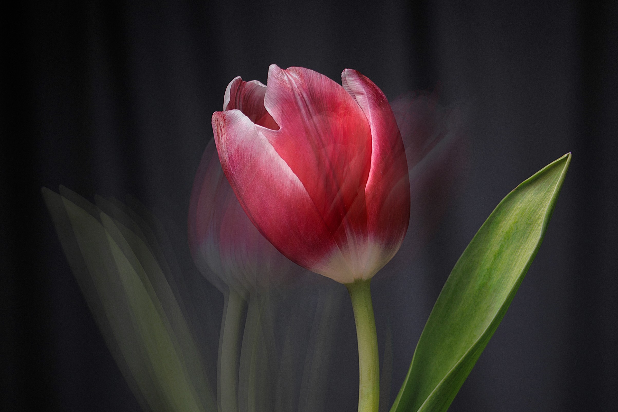A red tulip in mid-motion with echoed blurs of leaves and petals. Captured against a dark curtain backdrop, the flower appears to be caught mid-twirl.