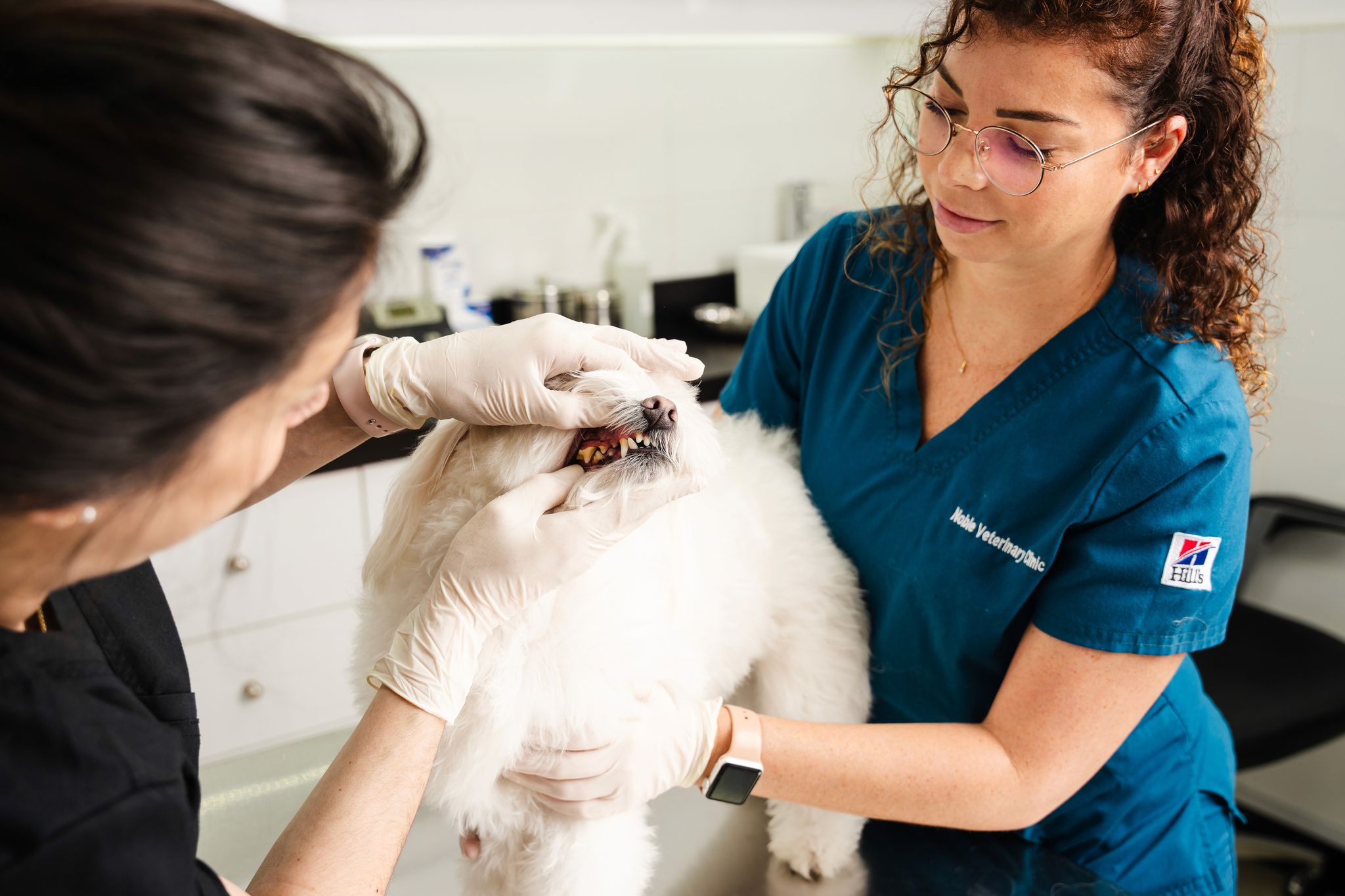 Veterinarians examining a small white dog’s teeth during a dental checkup at Noble Veterinary Clinic.