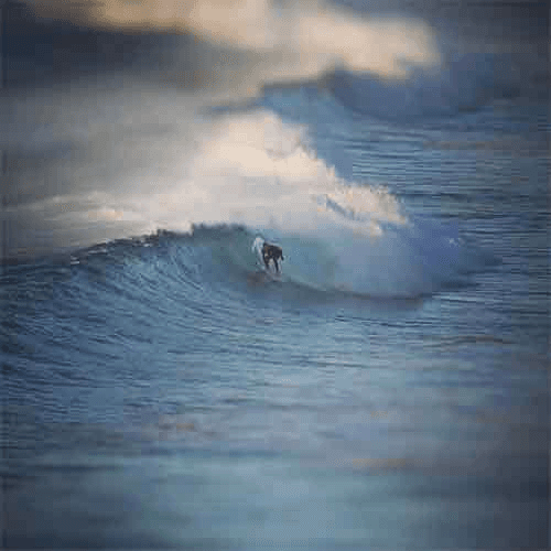 Surfer riding wave on a surfboard – surfboard rental in Manly.
