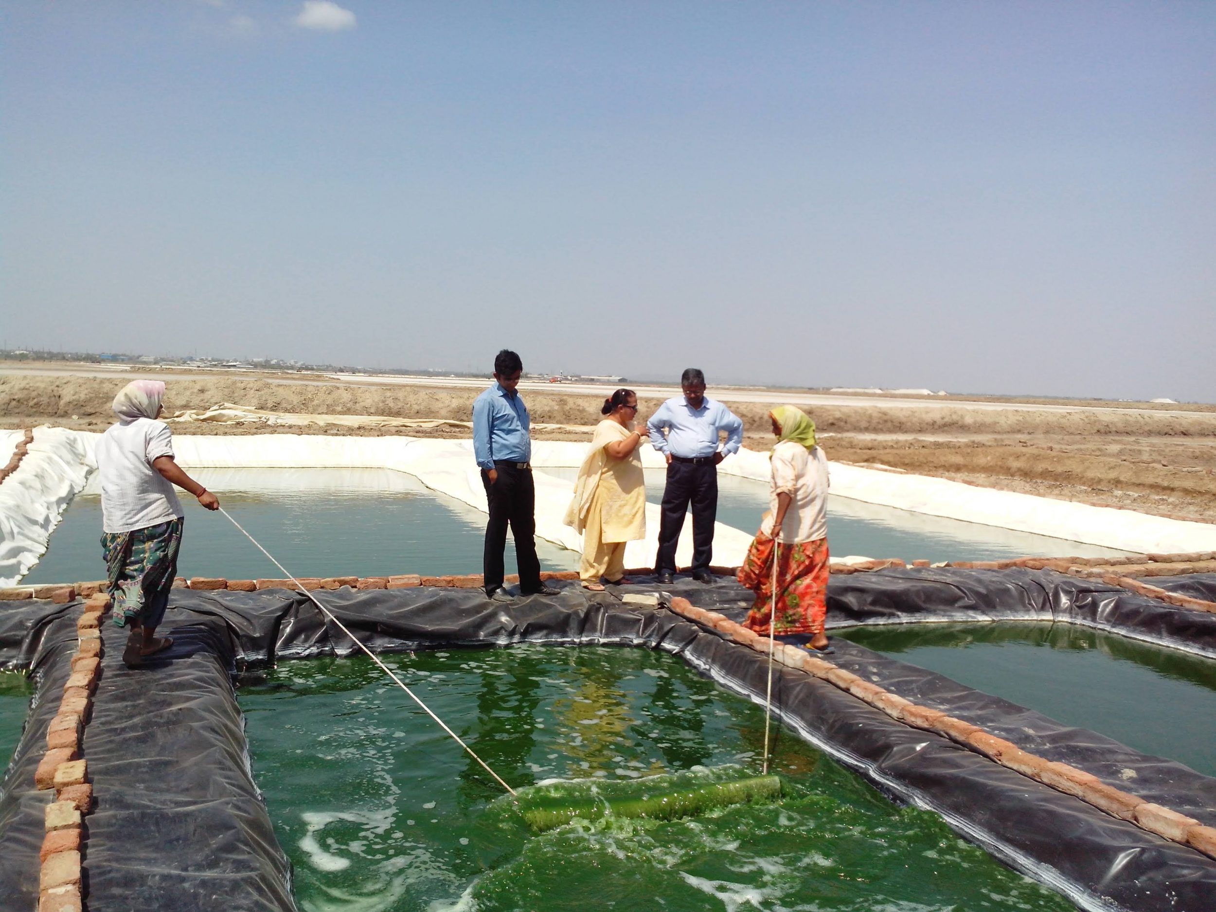 outdoor algae ponds for biofuels in India with workers