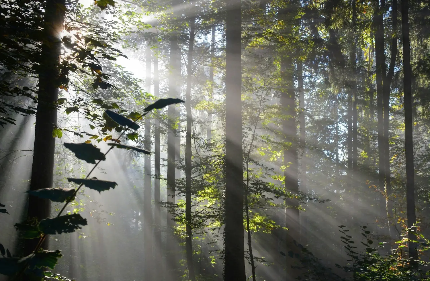 Sunlight streaming through tall trees in a peaceful forest, illuminating a quiet woodland path and creating a calming, reflective atmosphere.