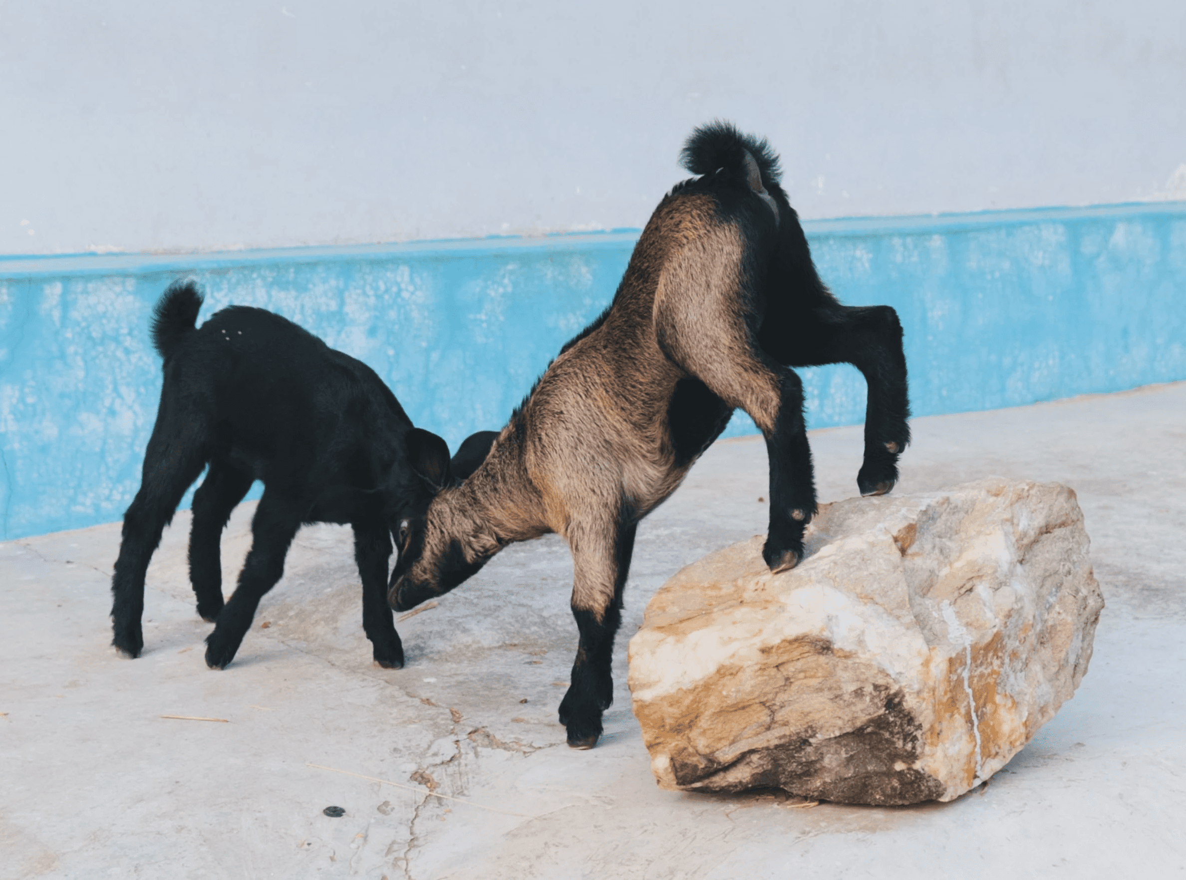 A close-up shot of two young goats playfully locking heads on a street in Asantaliya Village. The focus is on the goats, with one hilariously standing on its hind legs atop a nearby rock.