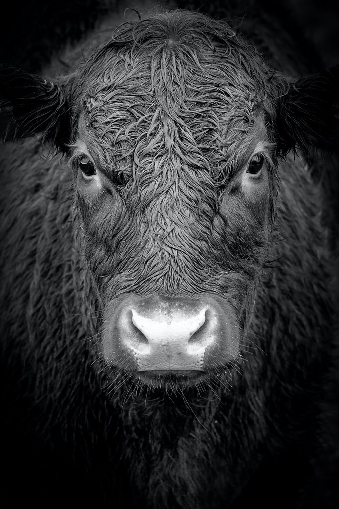 black white portrait mode of the face of a cow.