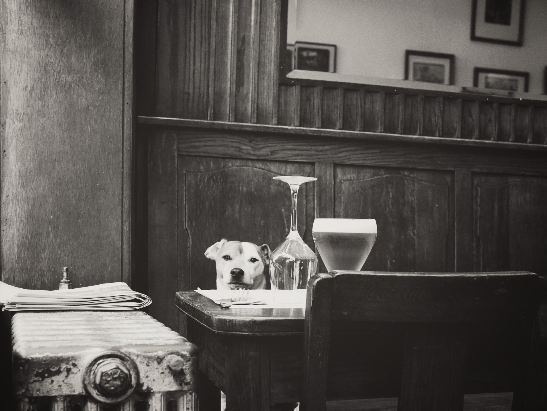 Photo of a dog in a cafe