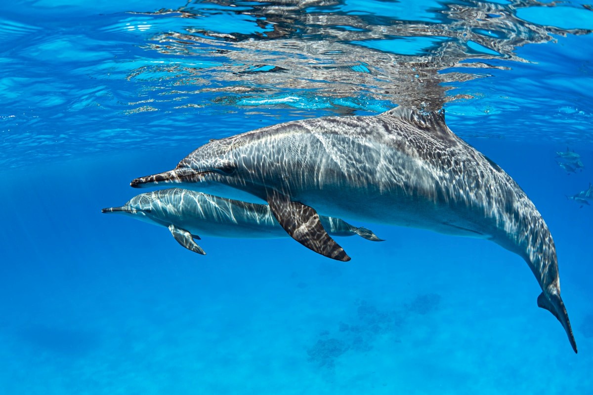 Two dolphins swimming through clear blue water off Zanzibar's southern coast.
