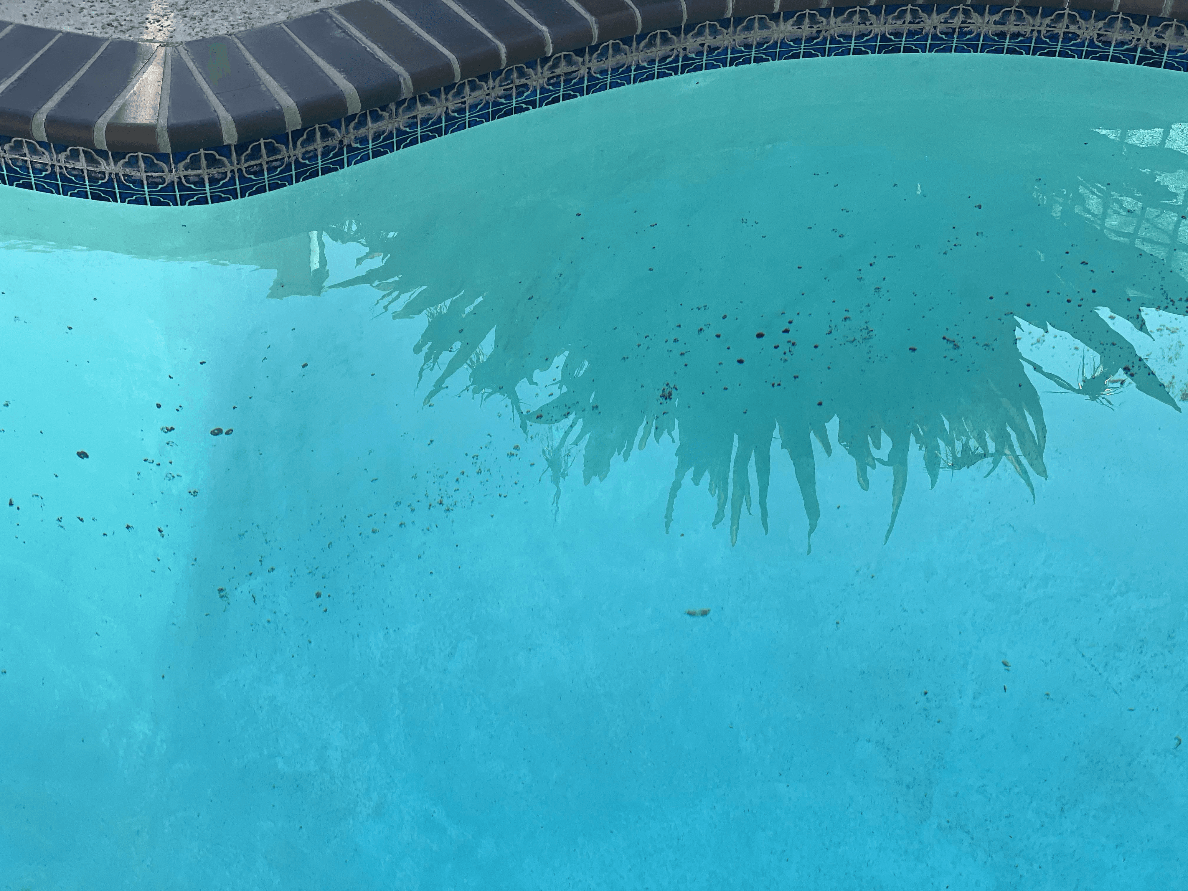 How to Get Rid of Black Algae in a Pool: Treatment & Prevention