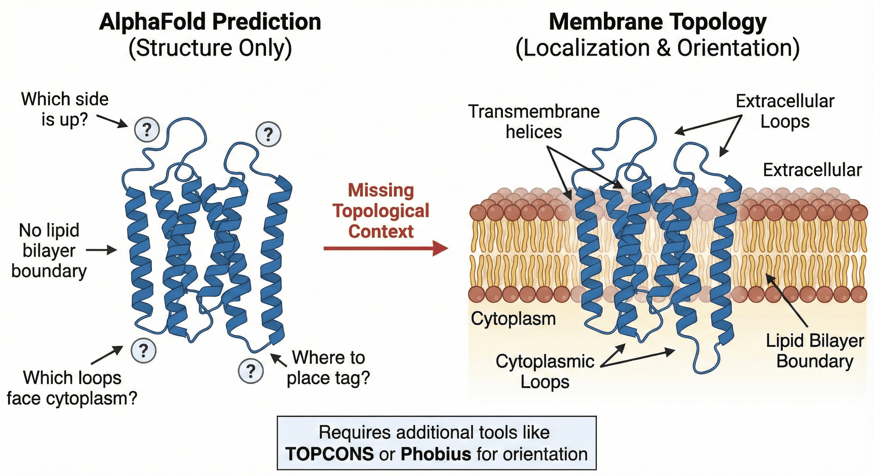 Diagram Showing Membrane Topology's Importance on AlphaFold2 Structures