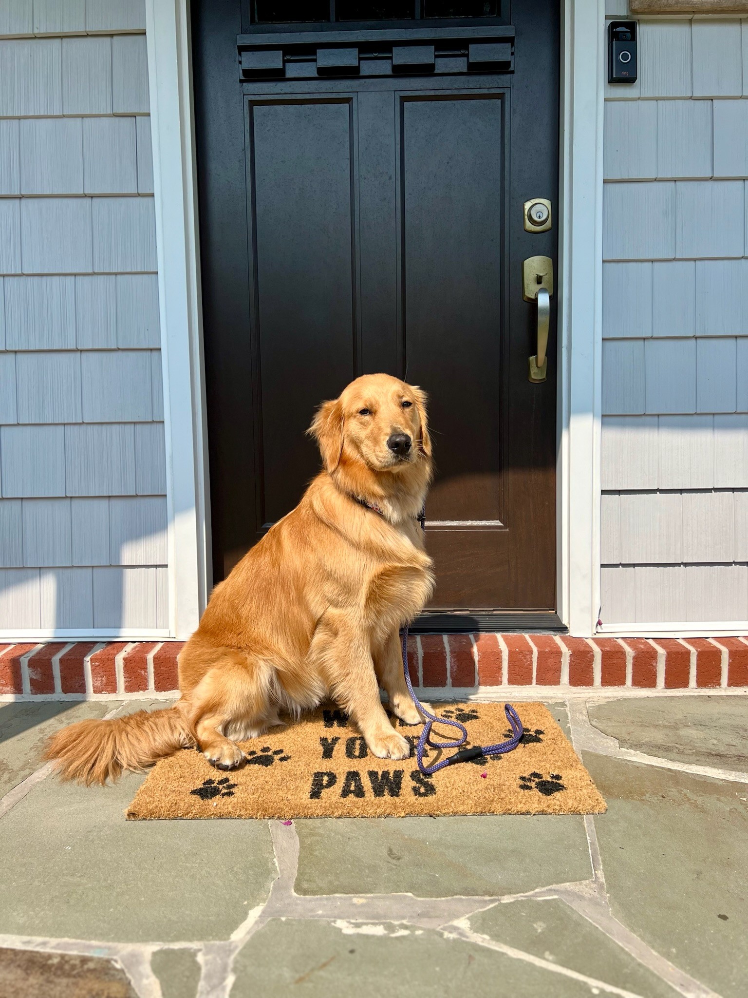 Golden retriever sitting on doormat with paw prints in dog boarding dilworth