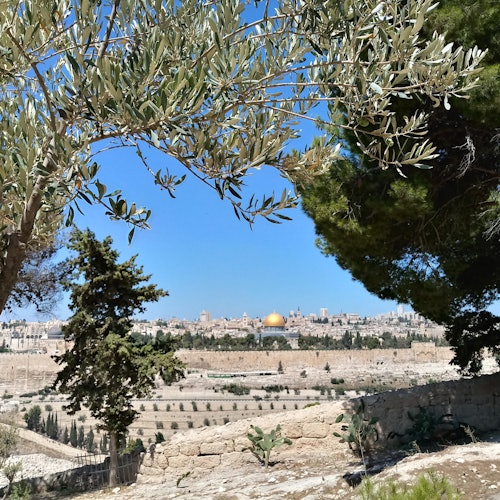 A gold dome is visible in the distance through olive trees and greenery under a clear blue sky.