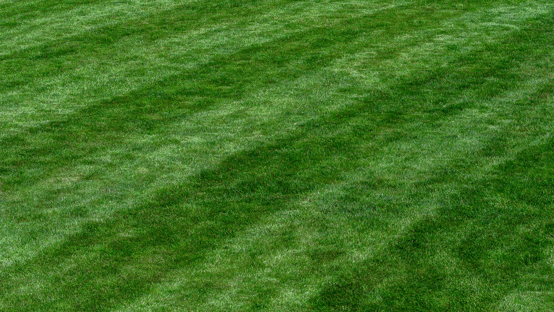 Stripe mowed grass