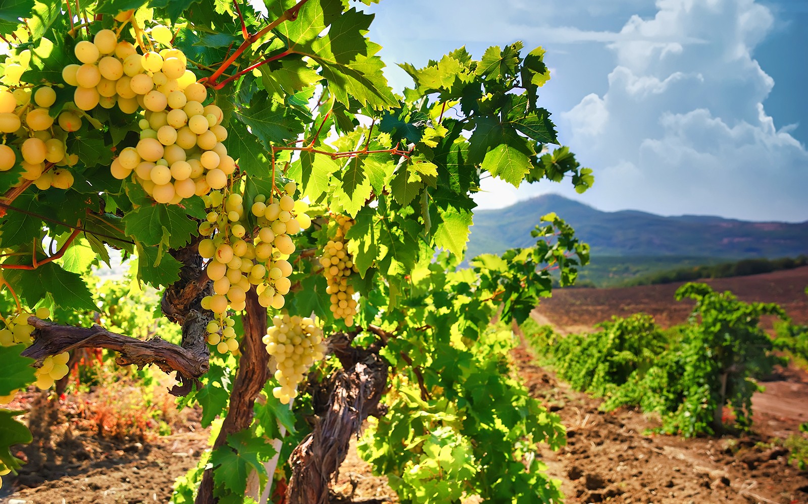 Vineyard in Champagne region with grapevines, part of a day trip from Paris including Moët Chandon.