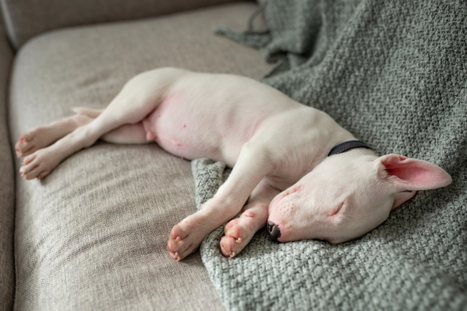 Puppy sleeping peacefully on a couch during the early dog pregnancy period.