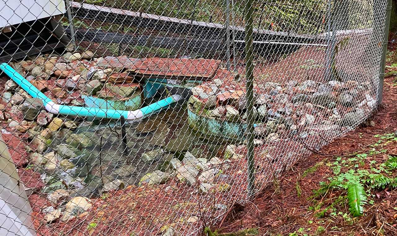 Active spring water flow with collection piping at spring in Chilliwack BC