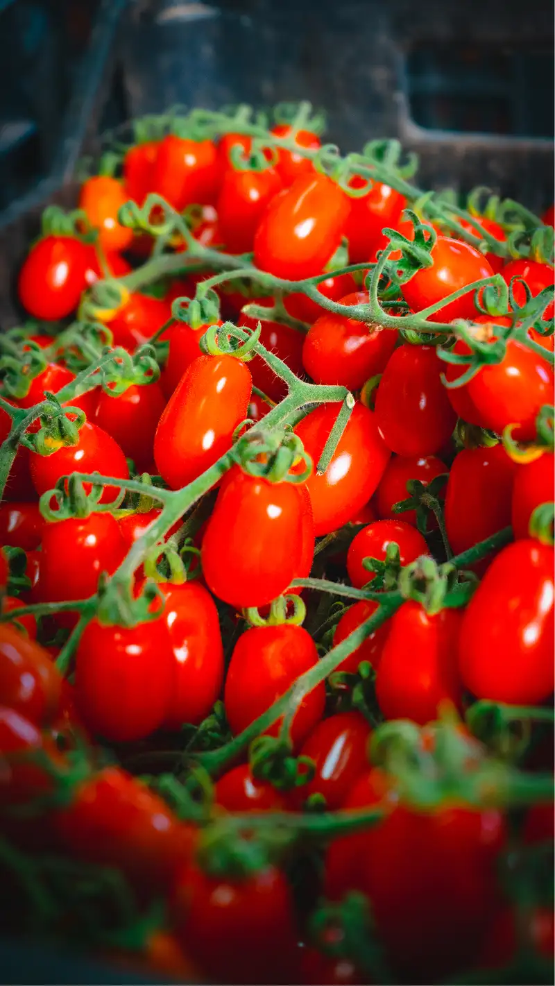 foto macro pomodoro datterino coltivato dai fratelli vella a pachino