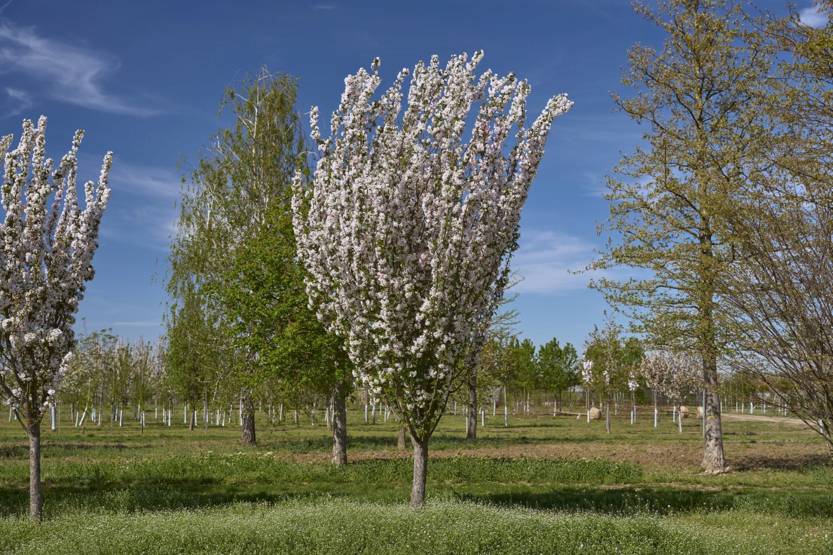 Malus ‘Van Eseltine’ mit schlankem, aufrechtem Wuchs und dichter Krone aus zahlreichen zart rosafarbenen Blüten.