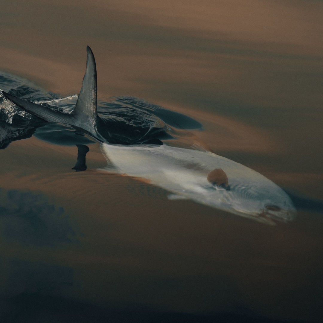 A caught permit swimming just below the surface with its dorsal tail sticking out of the water