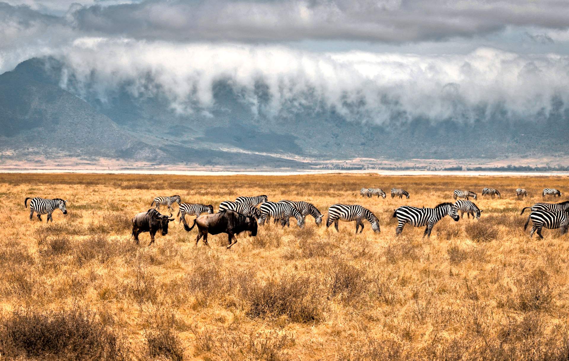 brown and white temple surrounded by green trees during daytime