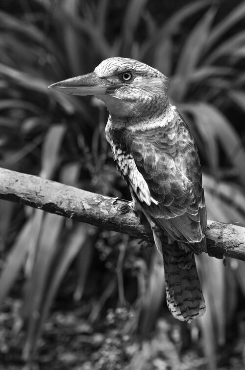 Hire plane Brisbane Australia - North Stradbroke Island Queensland wildlife