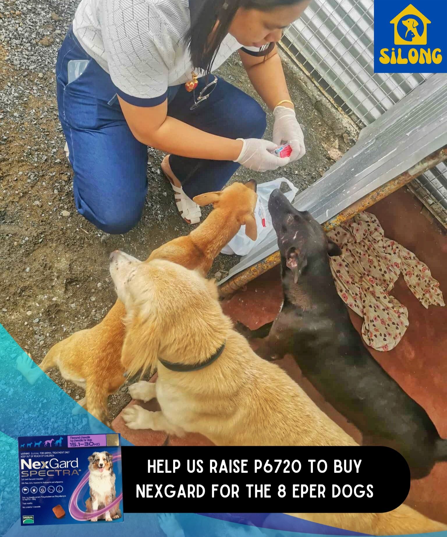 brown french bulldog wearing blue and white polka dot shirt