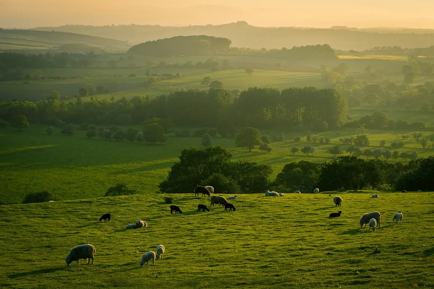 Kühe auf grünem Hügel bei Sonnenuntergang als Symbol für effiziente Güllegabe, reduzierte Ammoniakverluste und nachhaltige Landwirtschaft mit CASIBAC.