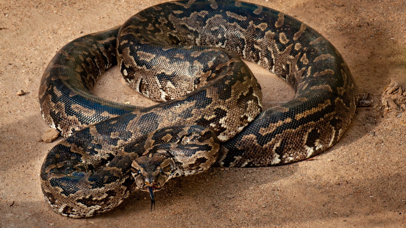 Africa's Largest Snake