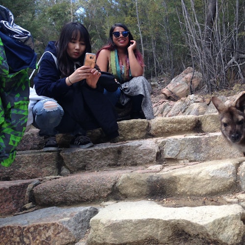 在弗雷西內國家公園的本地野生動植物