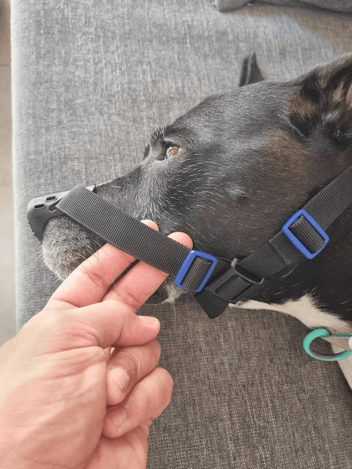 Hand adjusting strap showing blue buckles on sides