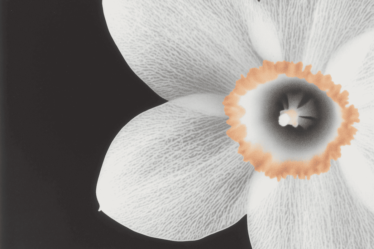 Close-Up Daffodil