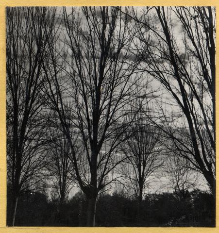 Plantaciones Forestales