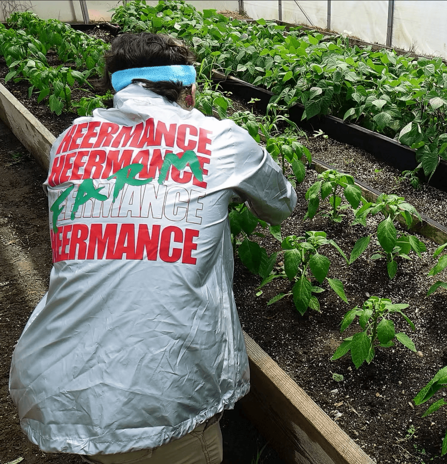 harvesting in heermance farm greenhouse