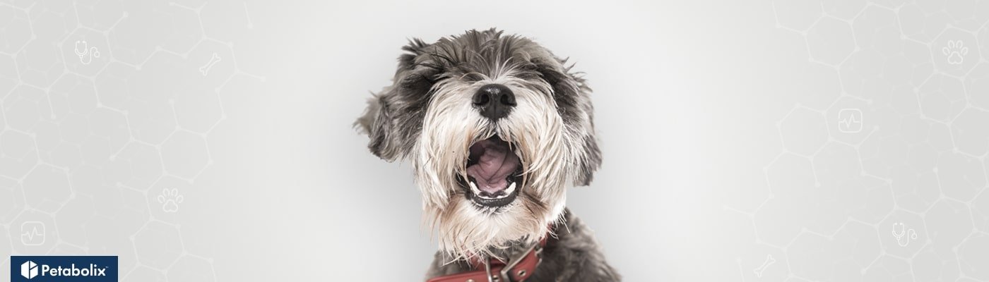 Miniature Schnauzer image