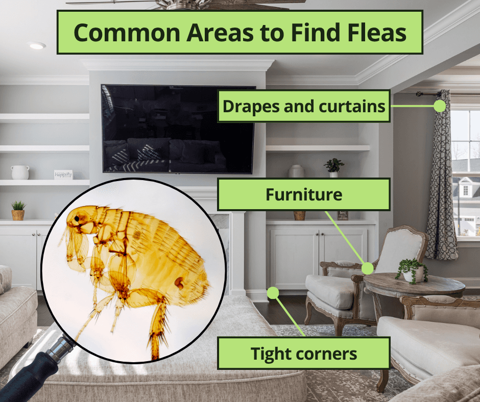 common areas to find fleas
