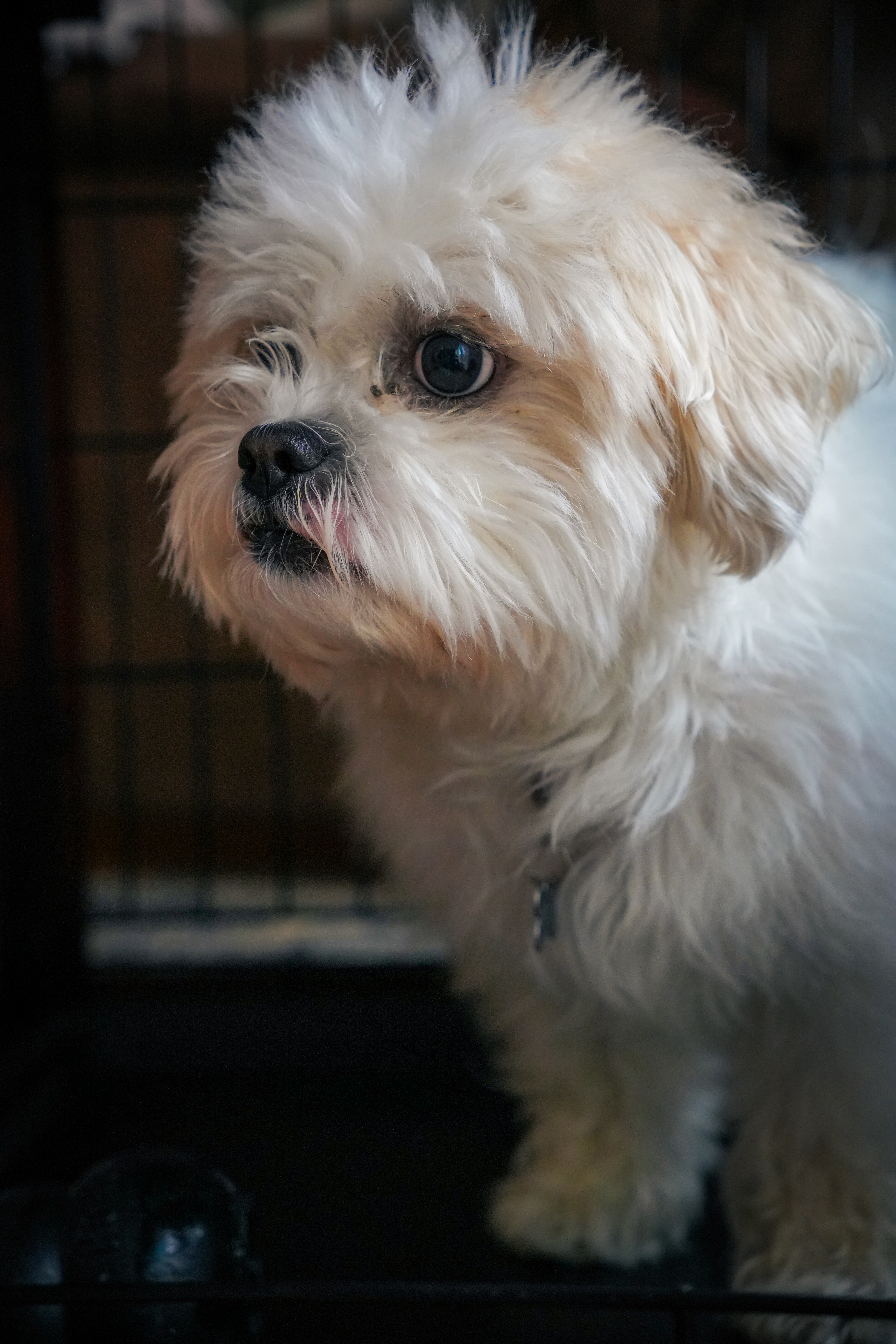 Photo of a dog, facing left of the camera.
