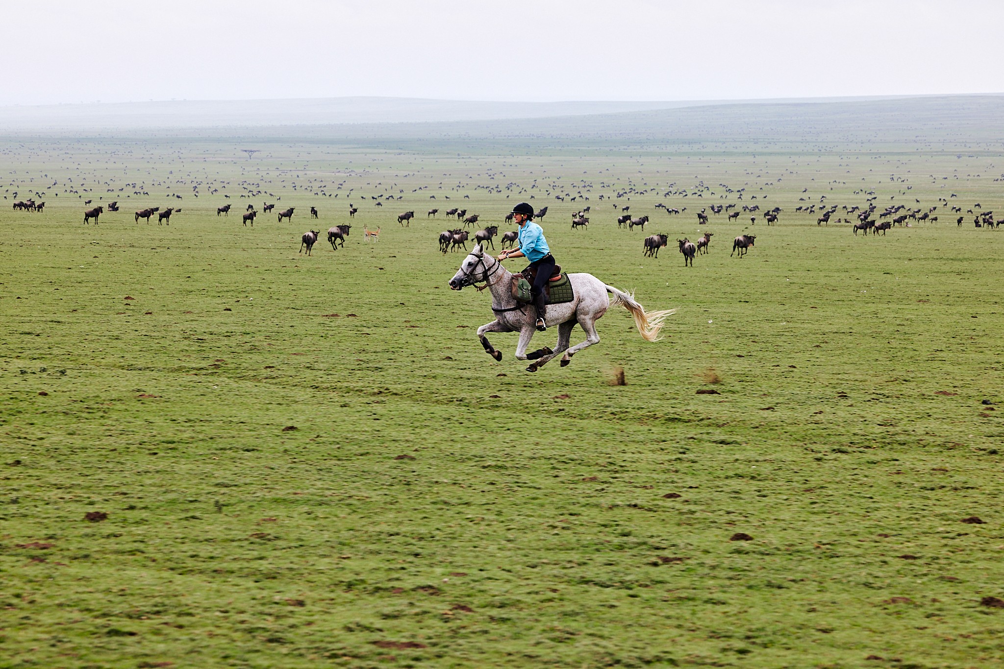 Ryttare galopperar genom Serengetis öppna slätter under en ridsafari, omgiven av tusentals gnuer som vandrar under den stora migrationen — en ikonisk ridresa i Tanzania.