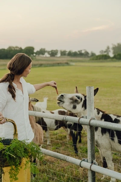 Woman feeds animals on farm