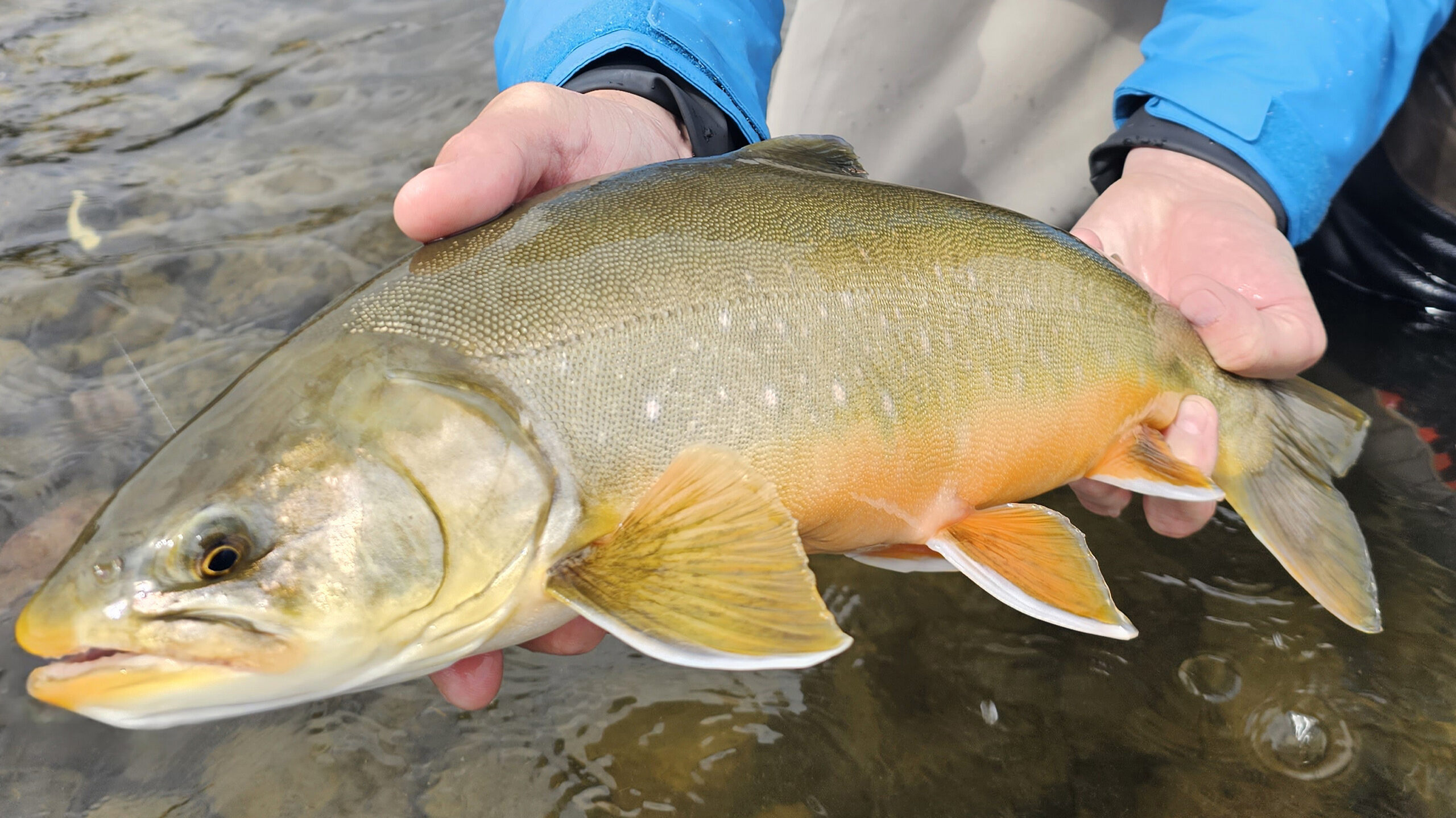 Island, Brown Trout, Arctic char, fjeldørred