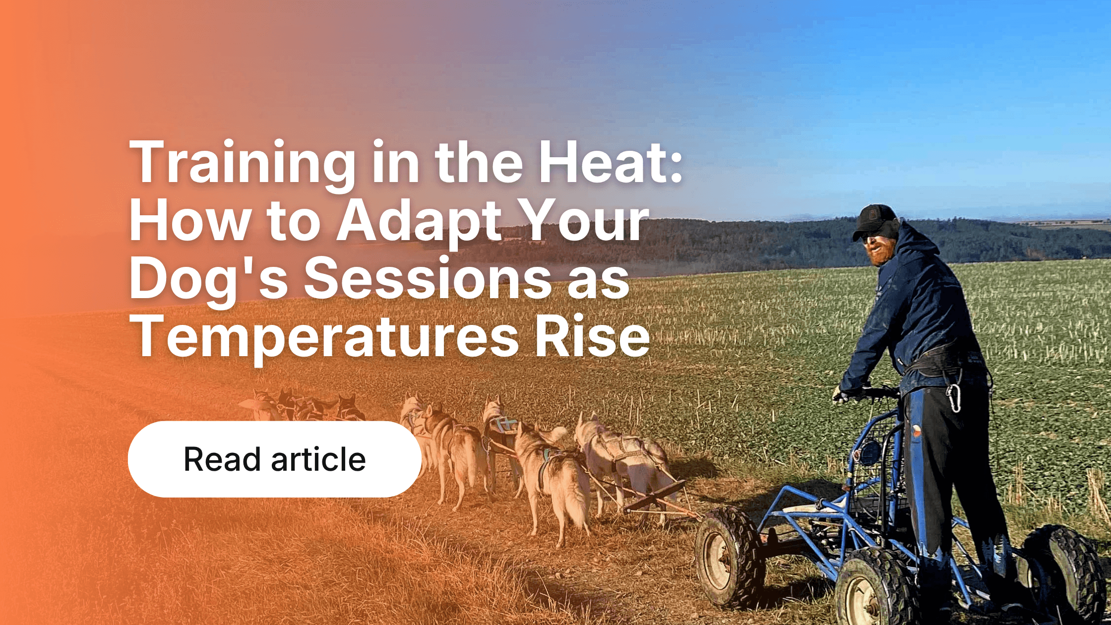 Training in the Heat: How to Adapt Your Dog's Sessions as Temperatures Rise