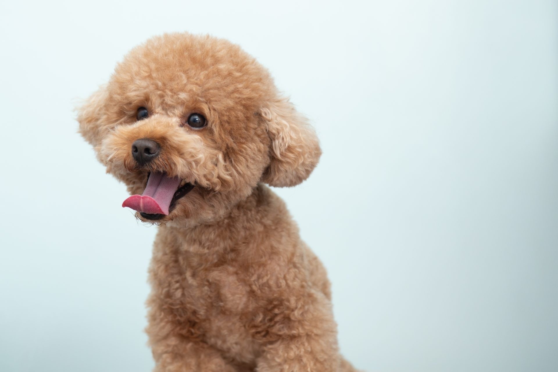 犬の僧帽弁閉鎖不全症—原因、症状、治療法、生活管理まで獣医師が徹底解説｜動物医療センターPeco高輪台院