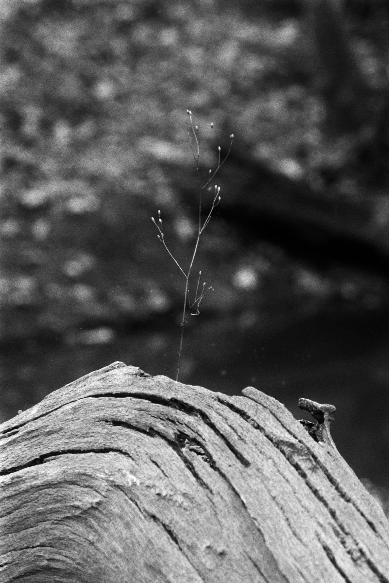 Single delicate stem with seed heads sprouting from weathered textured wood