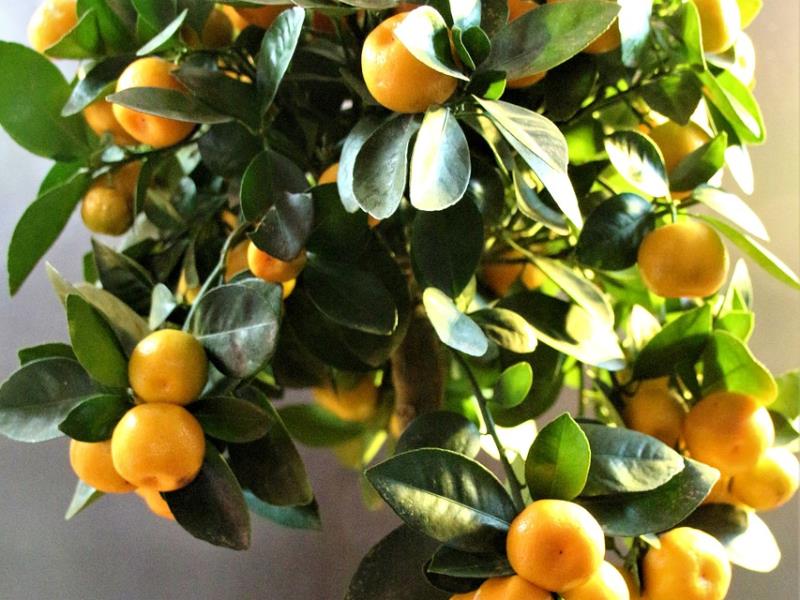 Calamondino