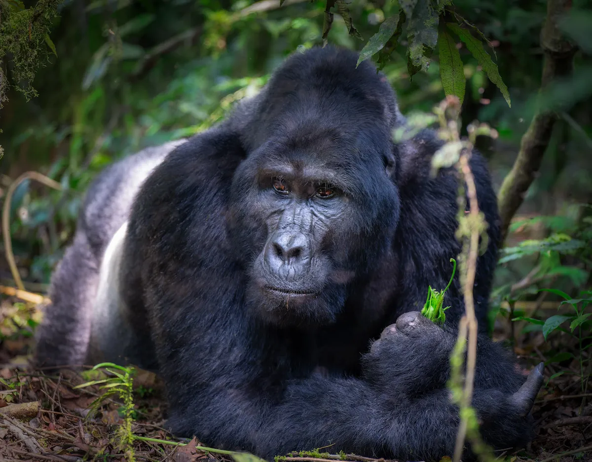 Gorila en el bosque de Bwindi en Uganda, durante un safari fotografico de Namaste Photo Tours