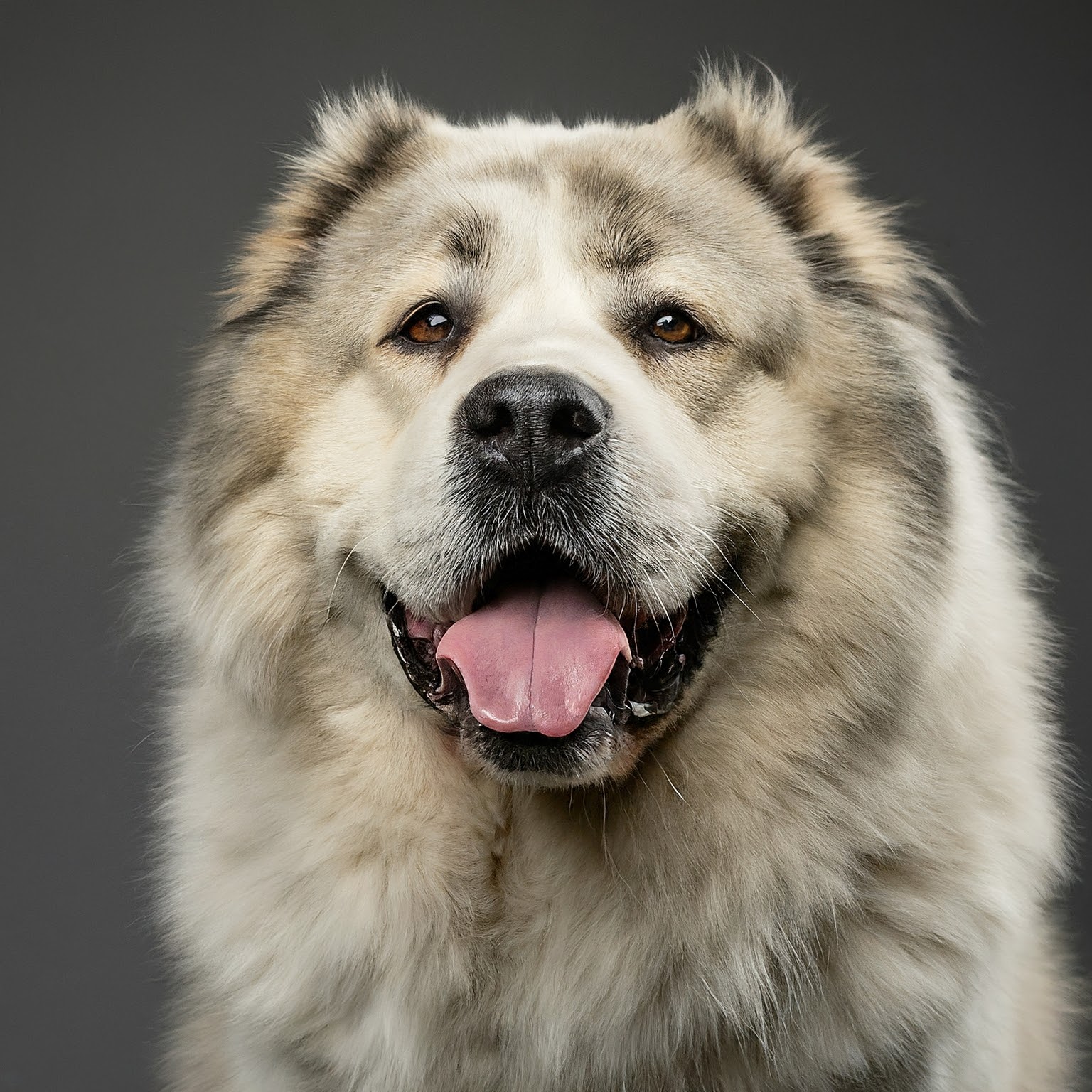 BUDDYUNO, Caucasian Shepherd Dog