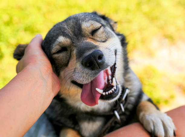 A happy and healthy dog receiving the right dosage of supplements 