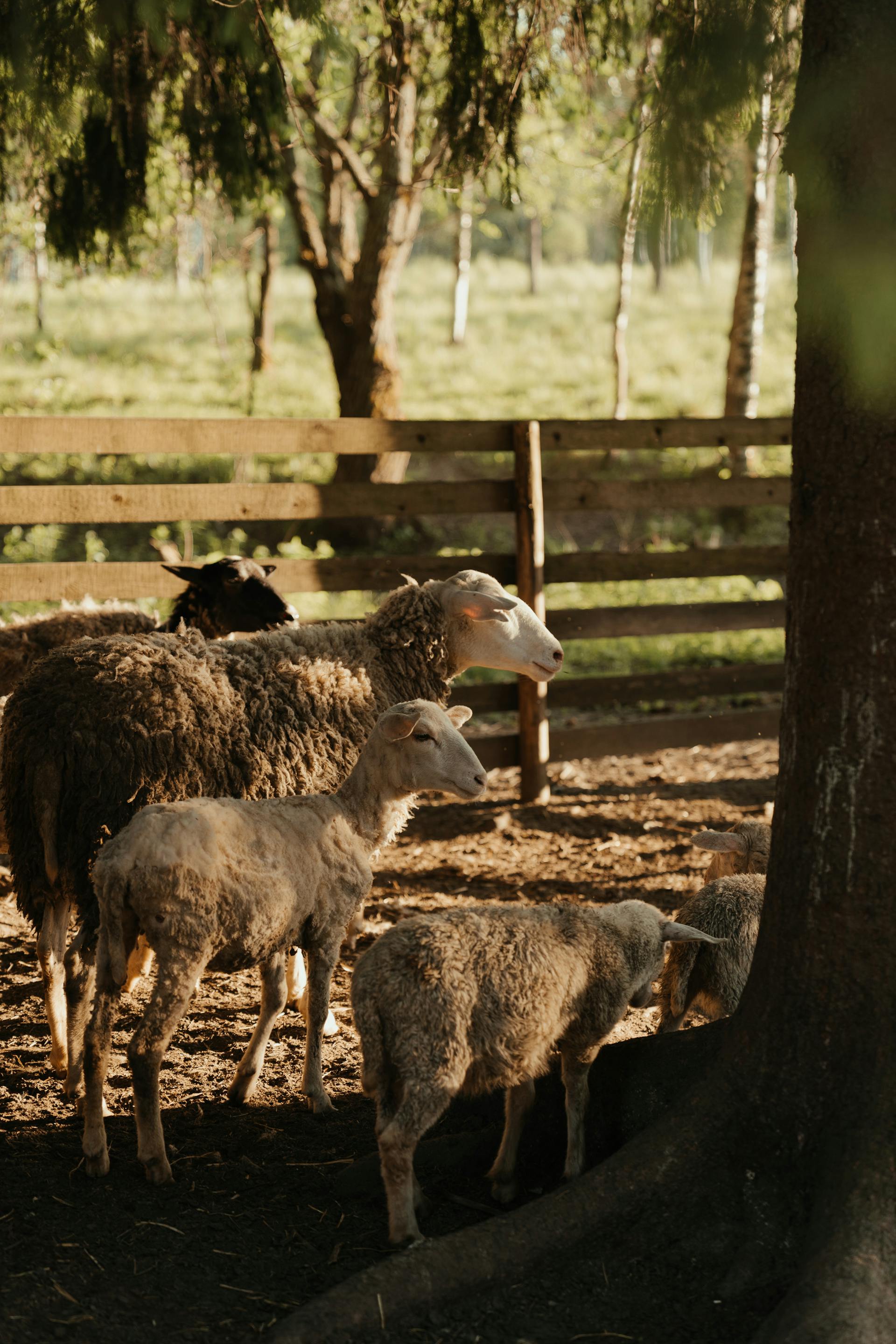 A close-up view of several sheep and lambs standing on a dirt path near a large tree trunk, with a wooden fence and sunlit greenery in the background.