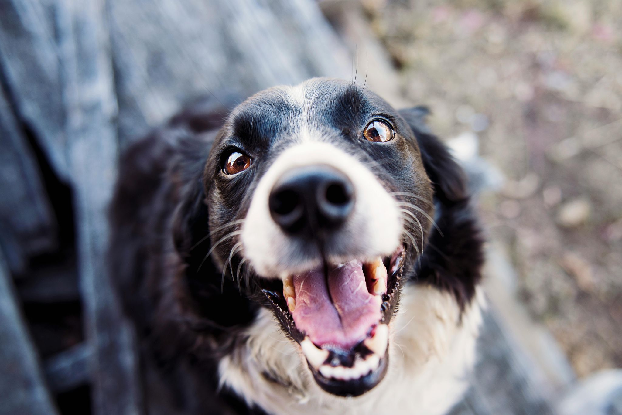 a happy dog smiling