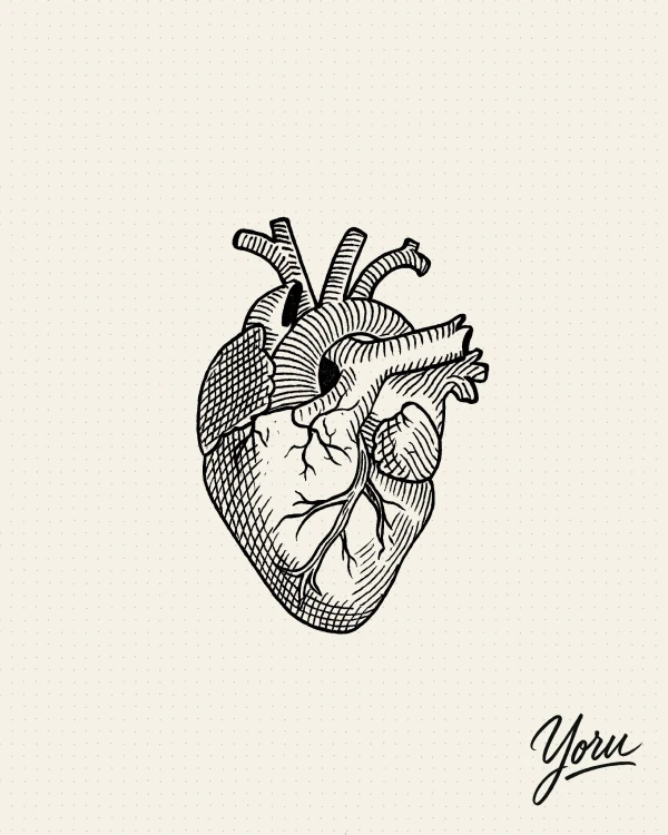 Diseño de tatuaje de un corazón humano realista (anatómico), con detalles de las arterias y venas, en estilo de grabado.