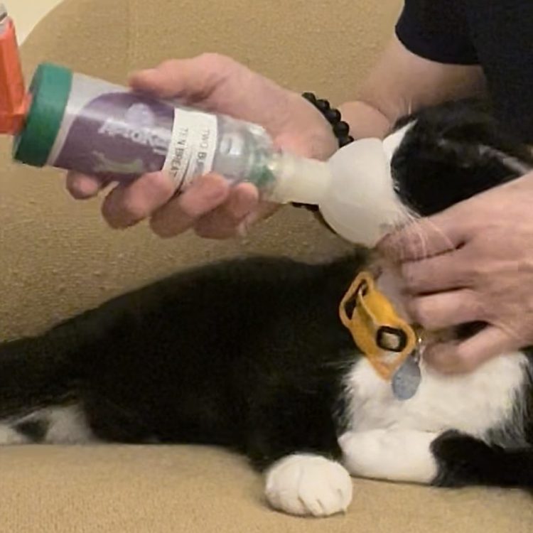 Giving Cats Inhalation Therapy