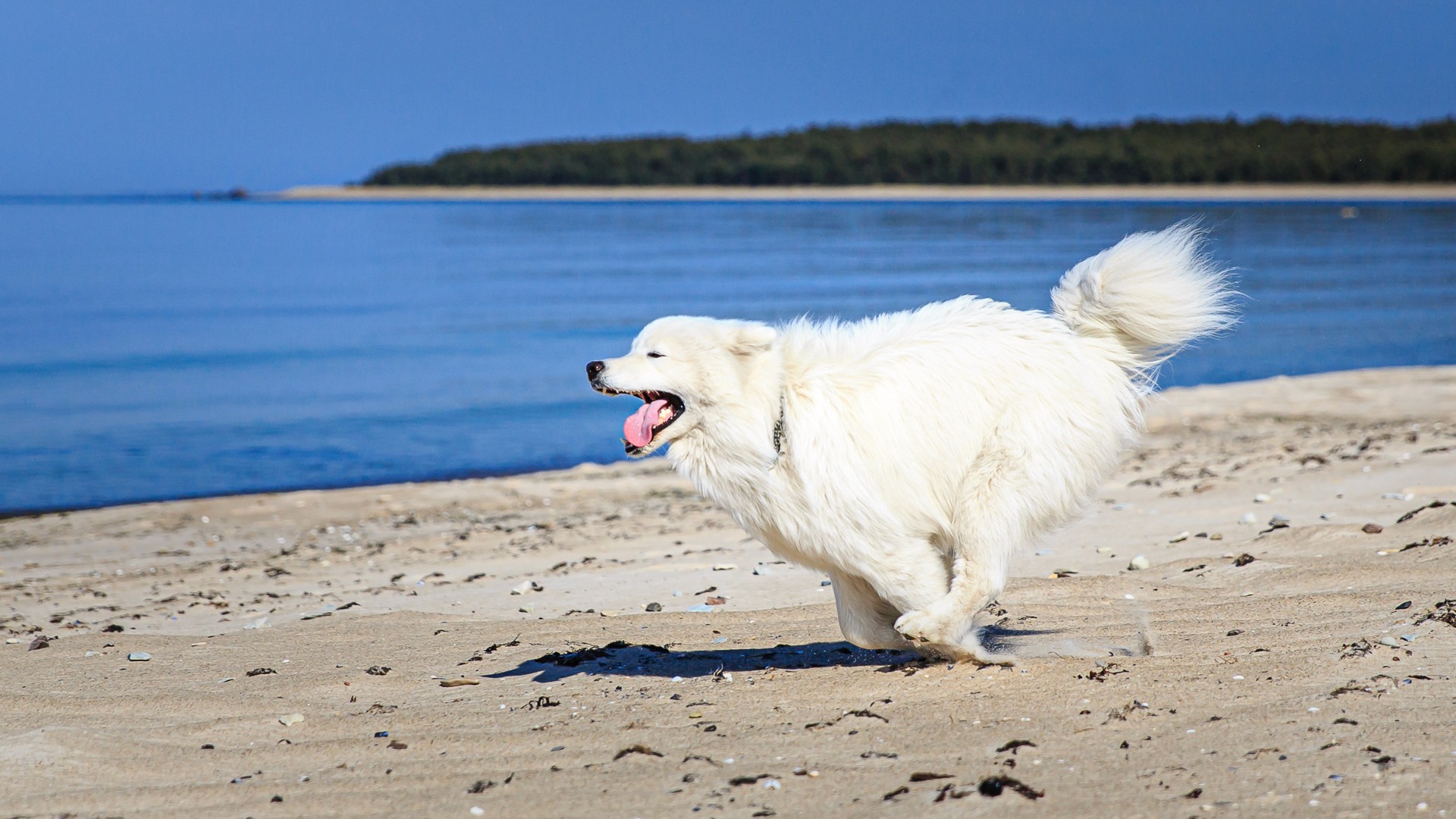 Dog in motion, free and open. Cover image for 5+1 Ways to Work Better with Others. Photo by Mats Soomre. #MomentsBySoomre