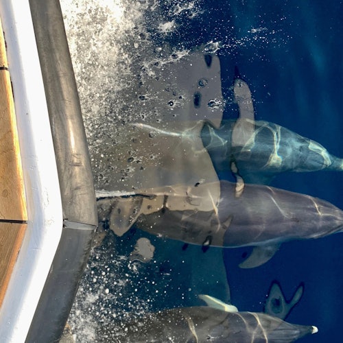 Delfiner älskar att simma med oss! Kom och följ med oss!