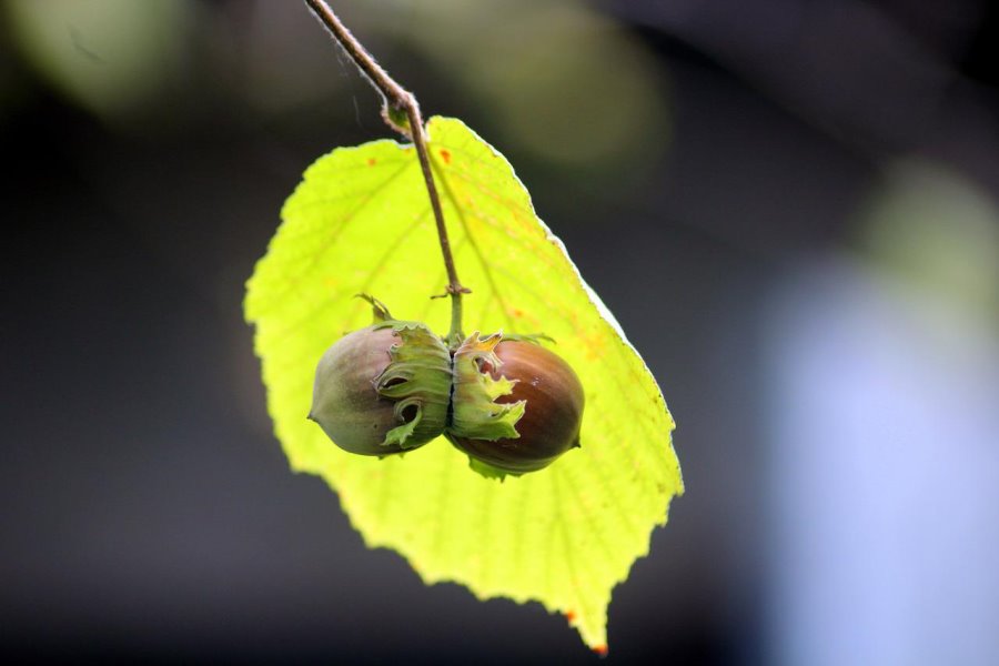 Nocciolo (albero)